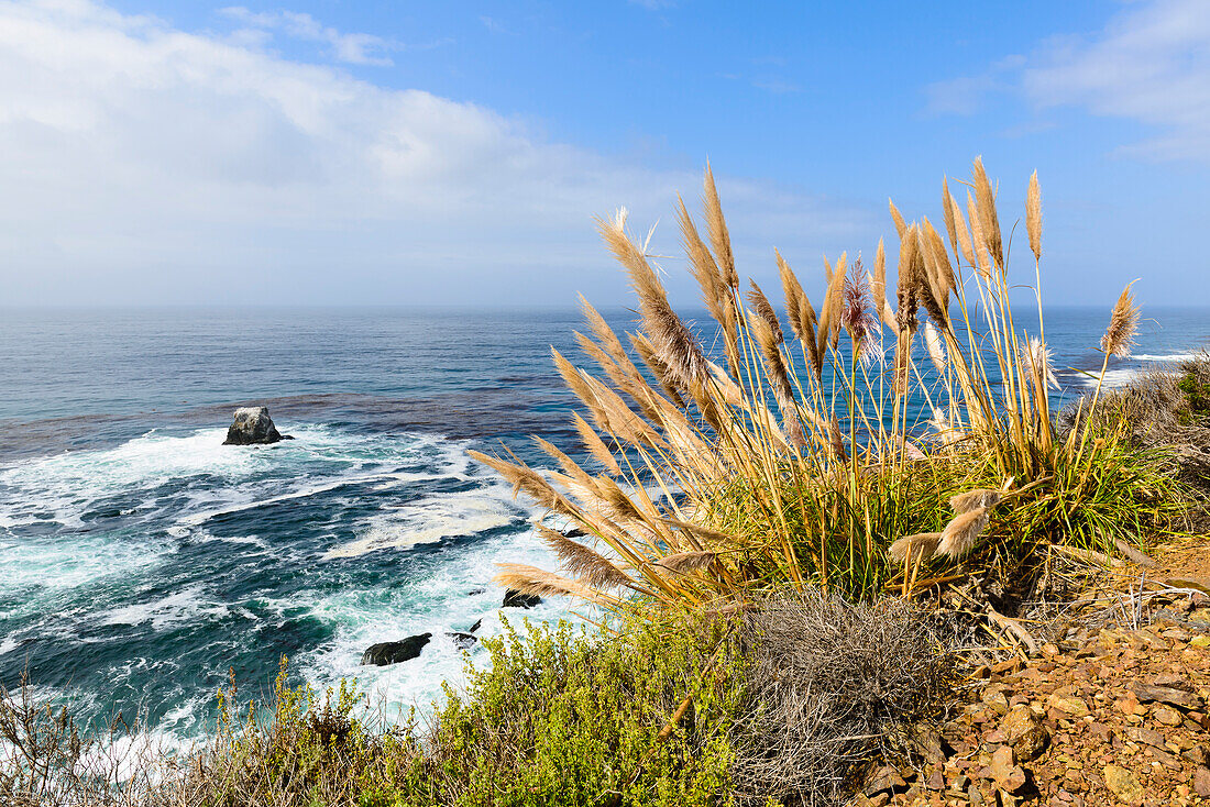 reed at the Big Sur, California, USA