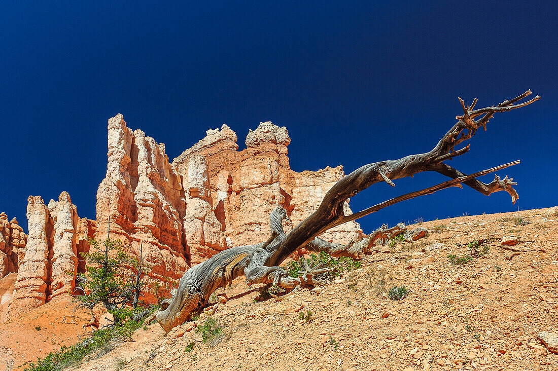 Hoodoos im Bryce Canyon, Utah, USA