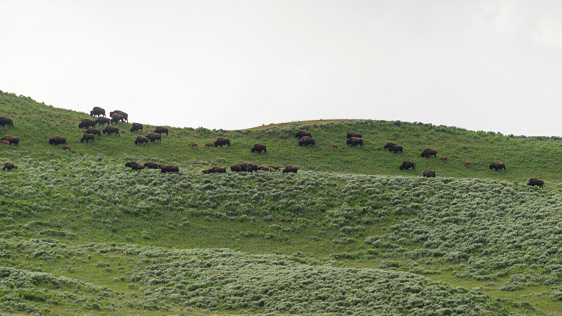 Bison herd in Yellowstone National parc, Wyoming, USA