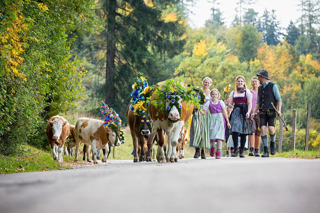 Group of dairymaids and helpers in bavarian costume with magnificently decorated calves when cattle drive