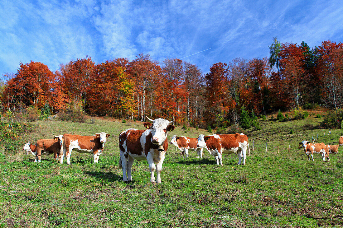 Kälber auf einer Almweide vor herbstlich gefärbtem Mischwald