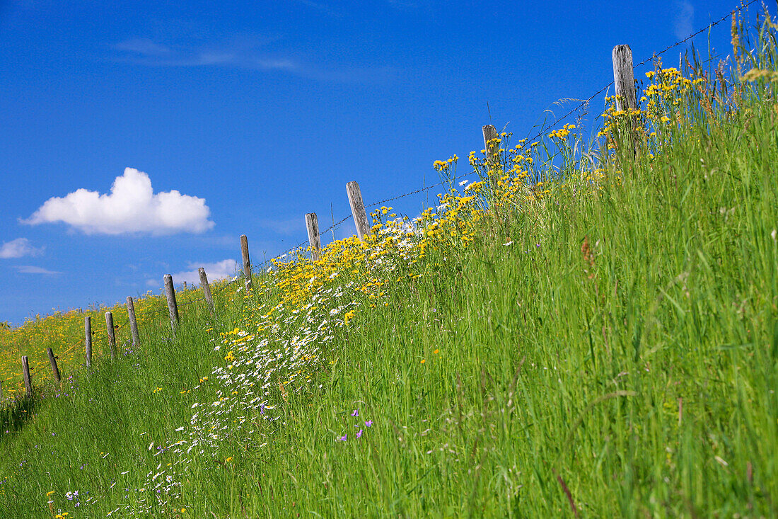 blühender Wiesenhang mit saftig grünem Gras, hinten ein Stacheldraht-Zaun und blauer Himmel mit weißen Wolken