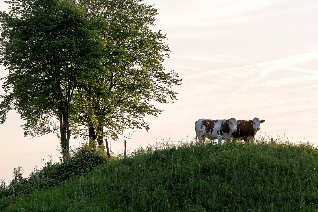 Calves in a pasture in the evening light