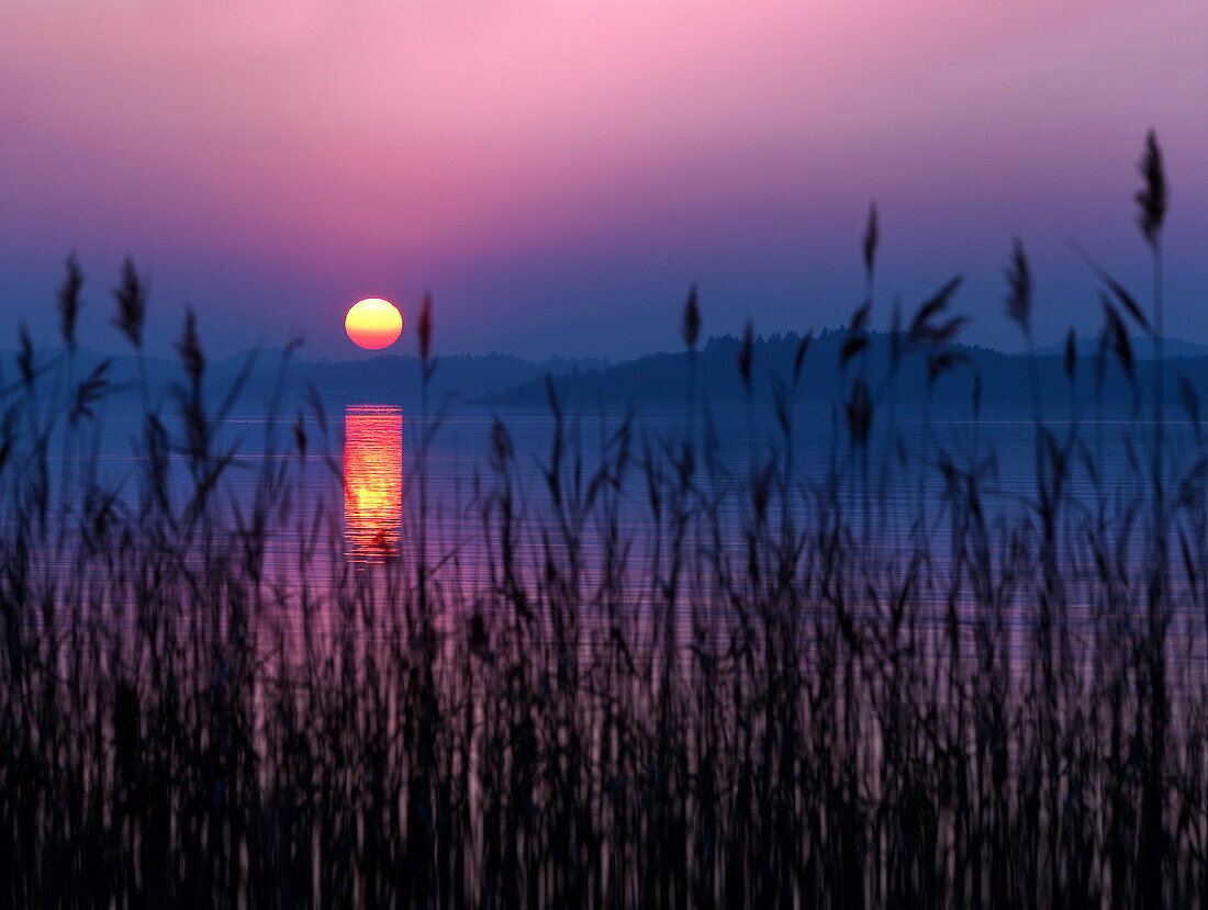 Colorful Sunset on Lake Chiemsee, in the foreground reed stalks