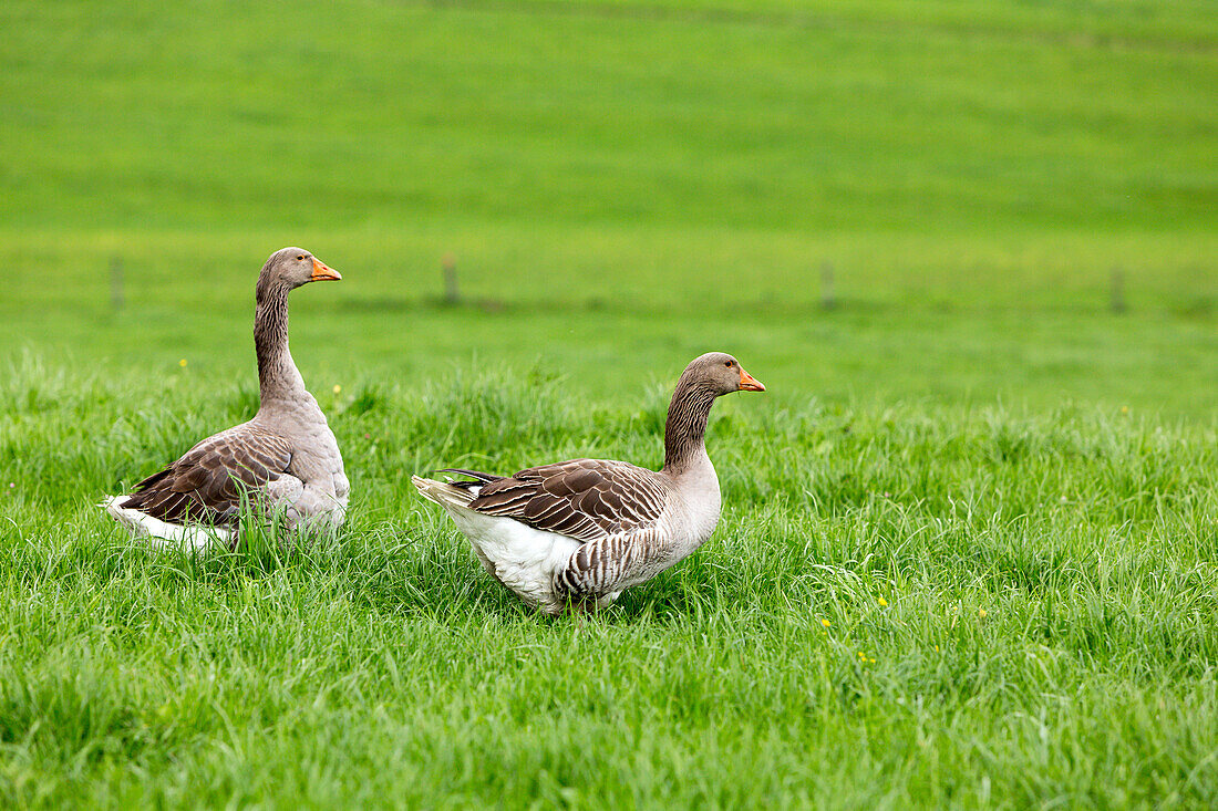 Two geese marching on a green meadow