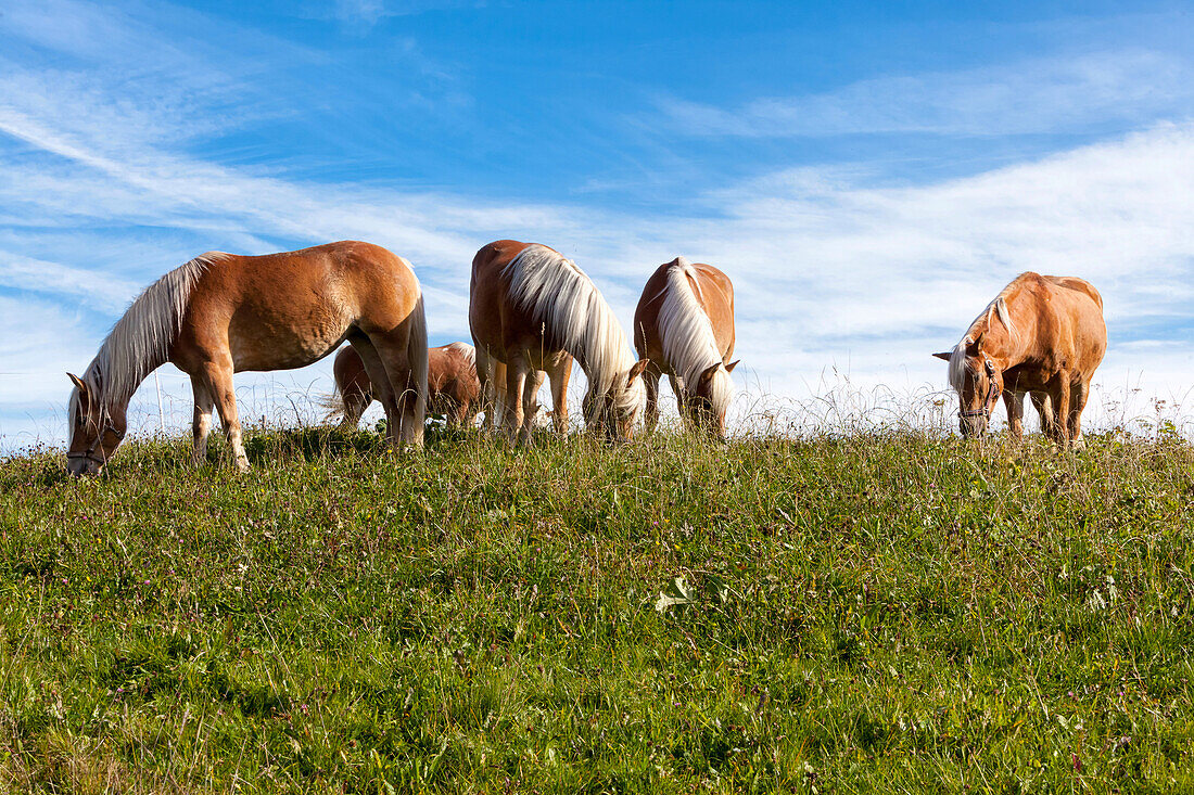 Group of Five Haflinger horses grazing in the warm sunlight on a meadow