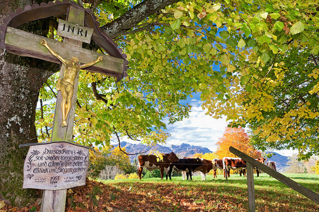 View over the cross on the summit of the mountain at overseas book Bichl Wester Kampenwand mountain; in the foreground on the wooden cross, Ox Pasture and autumn-colored trees