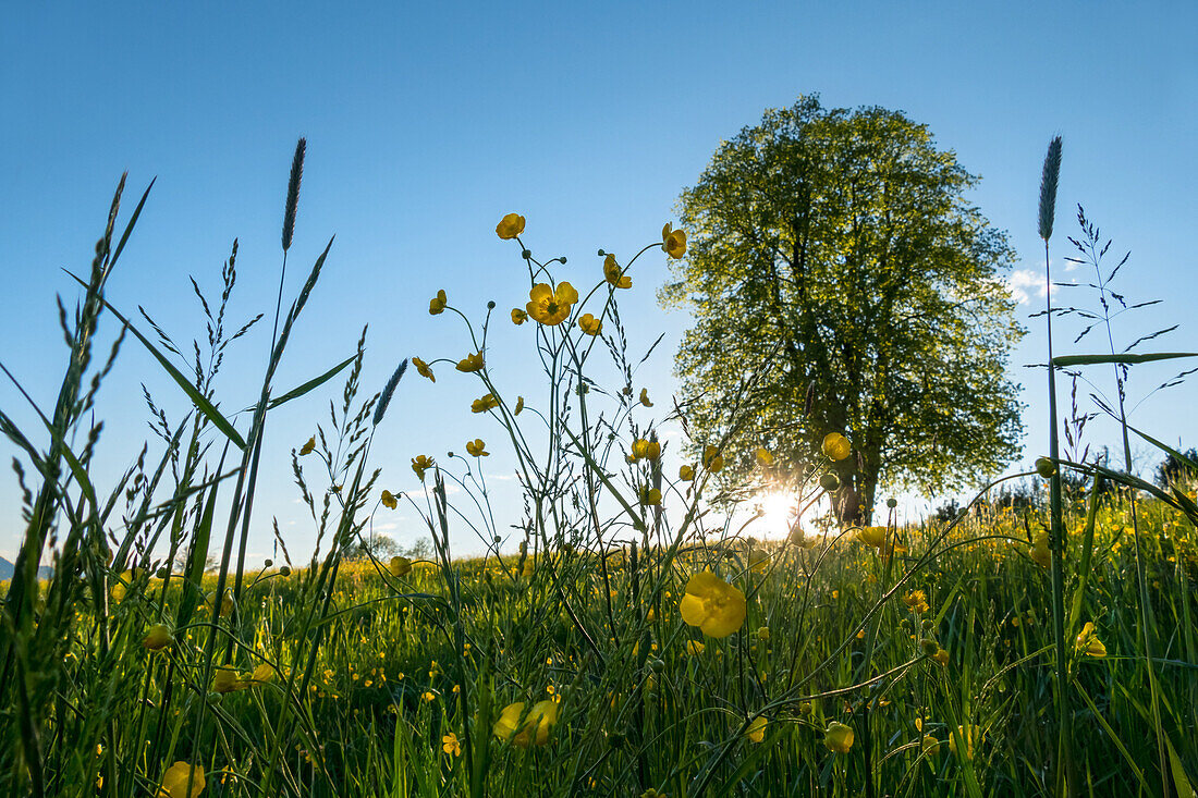 Blumenwiese mit Gräsern und gelben Blüten aus der Froschperspektive, hinten ein großer Baum; die Sonne verschwindet hinter dem Wiesenhügel