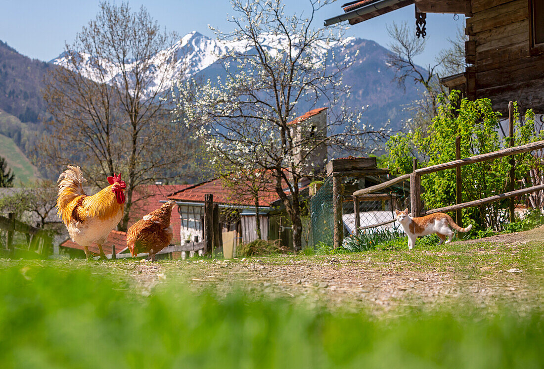 Spring scene with chickens and cats and blooming fruit tree when Wieser property in unterwössen, in the background the snow-capped geigelstein