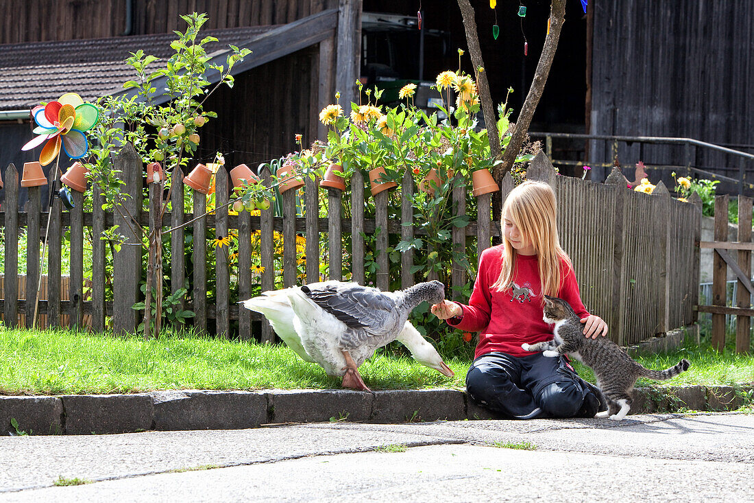 blondes Mädchen sitzt vor Bauerngarten und spielt mit Gänsen und einer Katze