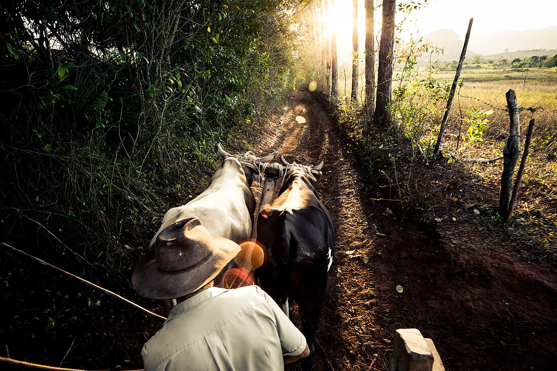 Farmer on Bullock Cart, Lane, Vinales, Pinar del Rio, Cuba, Caribbean, Latin America, America