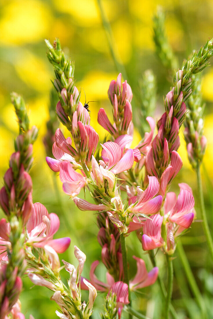 In early spring a great variety of wildflowers grace the meadows of the national park