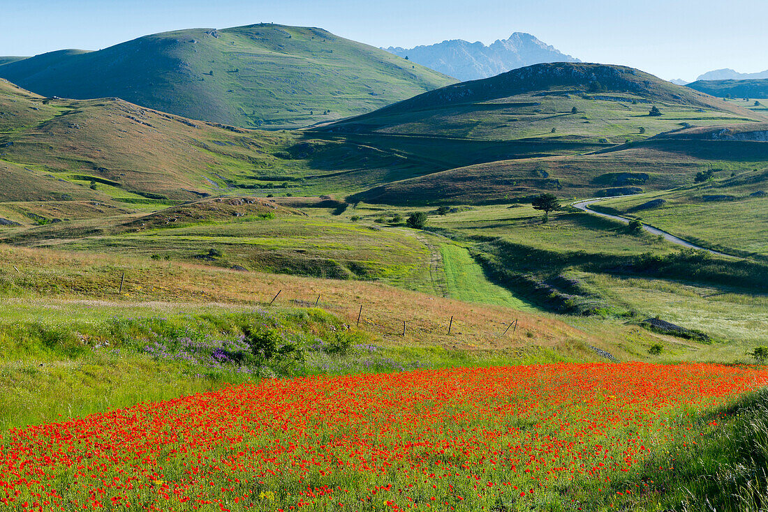 Blühendes Mohnfeld auf der Hochebene Campo Imperatore, Gran Sasso Nationalpark, Abruzzen, Italien