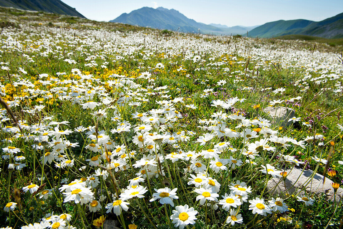 In early summer wildflowers cover the alpine meadows of the Campo Imperatore