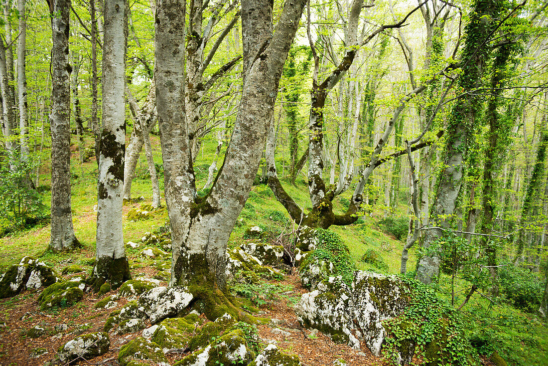 A forests of ancient beech trees near the hermitage of Eremo di St. Antonio