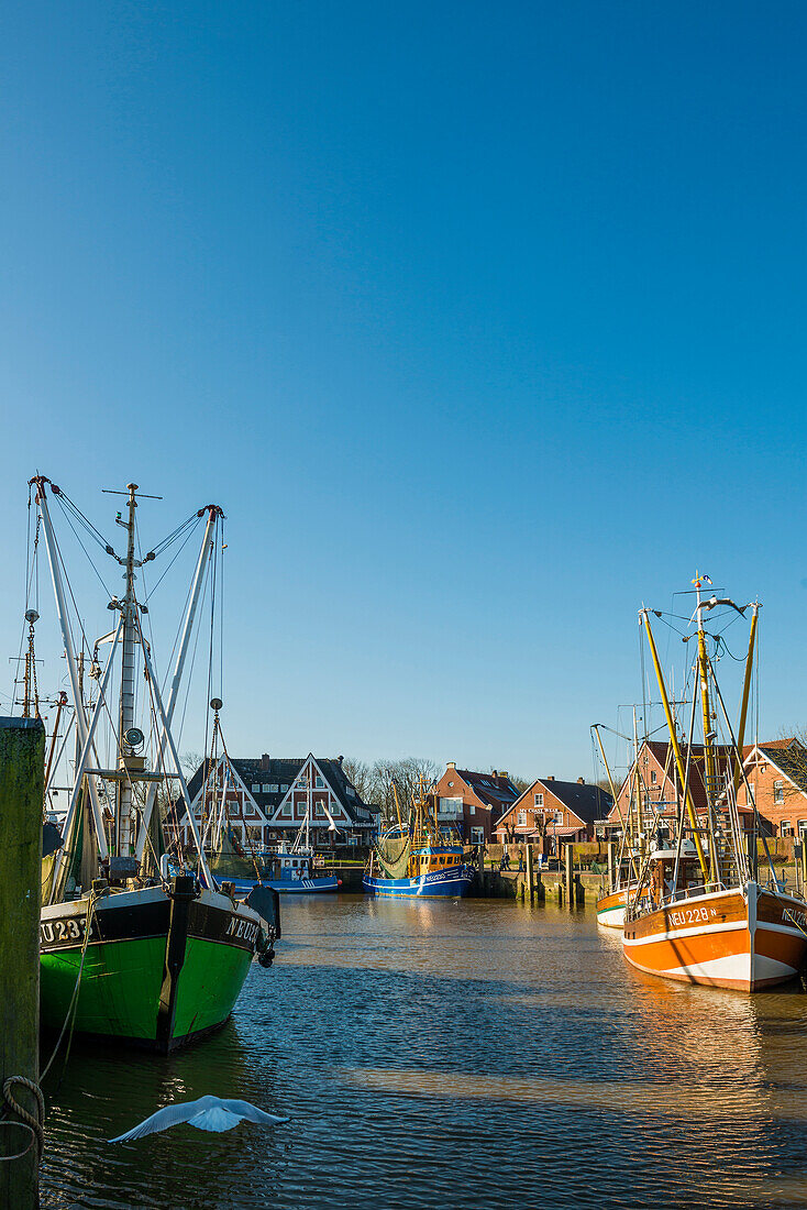 Shrimp cutter and fishing cutter in the harbour in winter, Neuharlingersiel, East Frisia, Lower Saxony, Germany