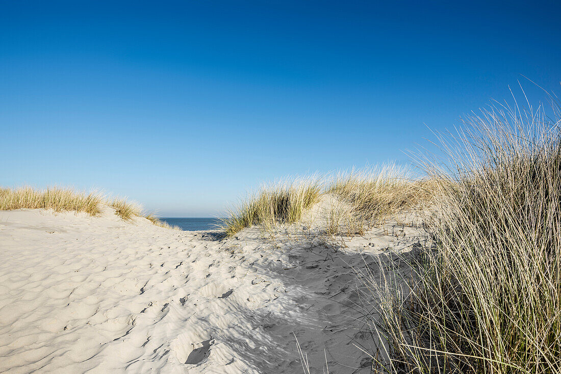 Trail to the beach through dunes in winter, East Frisian Islands, Spiekeroog, Lower Saxony, North Sea, Germany