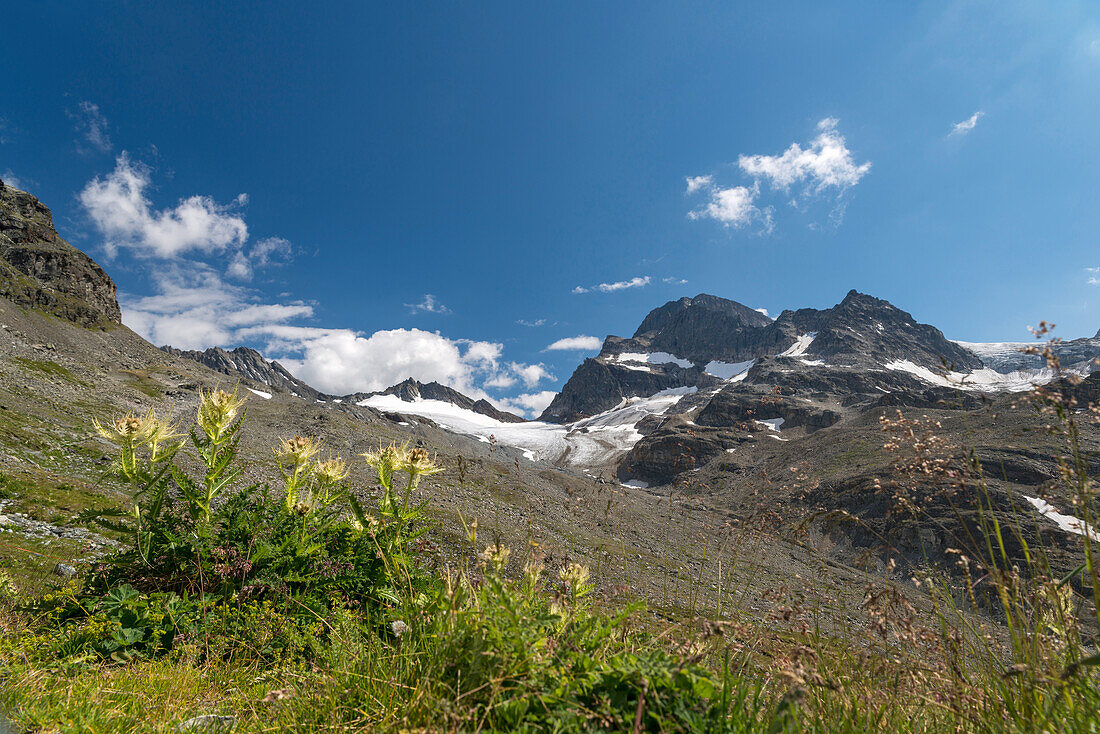 Glacier Vermuntgletscher, Mt. Piz Buin, Glacier Ochsentaler Gletscher, spiniest thistle, Bludenz, Vorarlberg, Austria, Europe