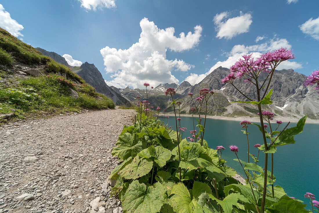 Lake Lünersee, footpath, Adenostyles, Mt. Kanzelköpfe, Mt. Totalpkopf,  Mt. Schesaplana, Mt. Felsenkopf, Mt. Zirmenkopf, Mt. Seekopf, Rätikon, Bludenz, Vorarlberg, Austria, Europe