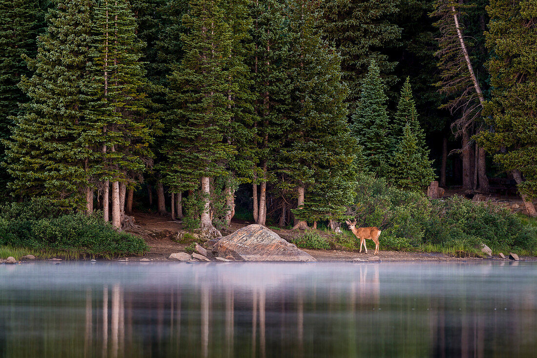 Deer at the shore of Brainard lake, Colorado, USA