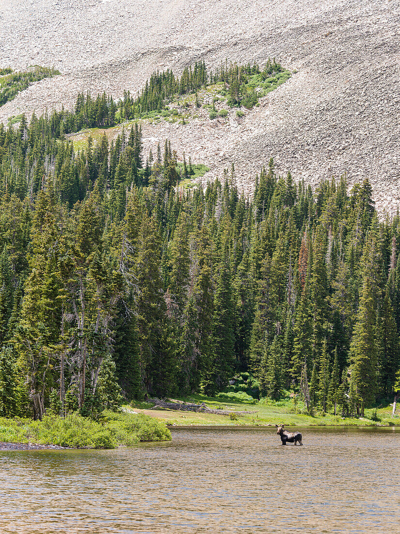 Moose in a small Mountain lake, Colorado, USA