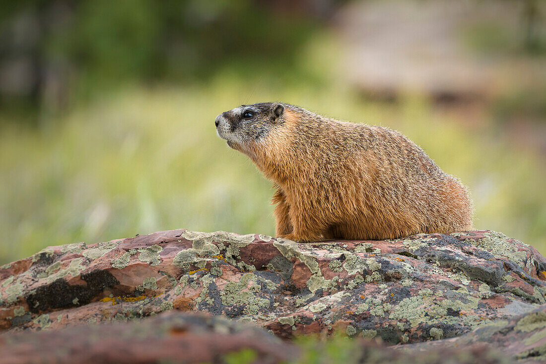 red marmot on a rock in the Flaming Gorge National Recreation Area, Utah, USA