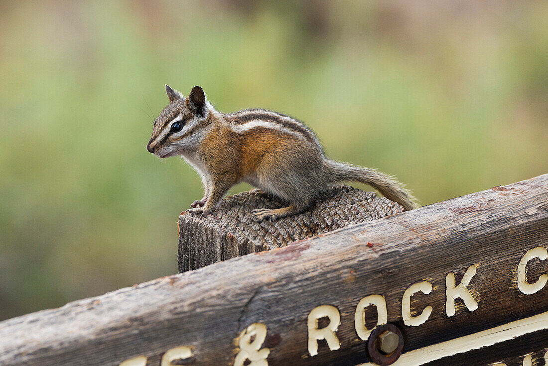chipmunk in the Flaming Gorge National Recreation Area, Utah, USA