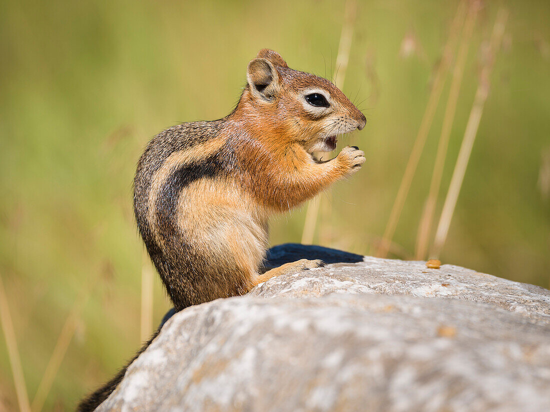 Streifenhörnchen, Utah, USA