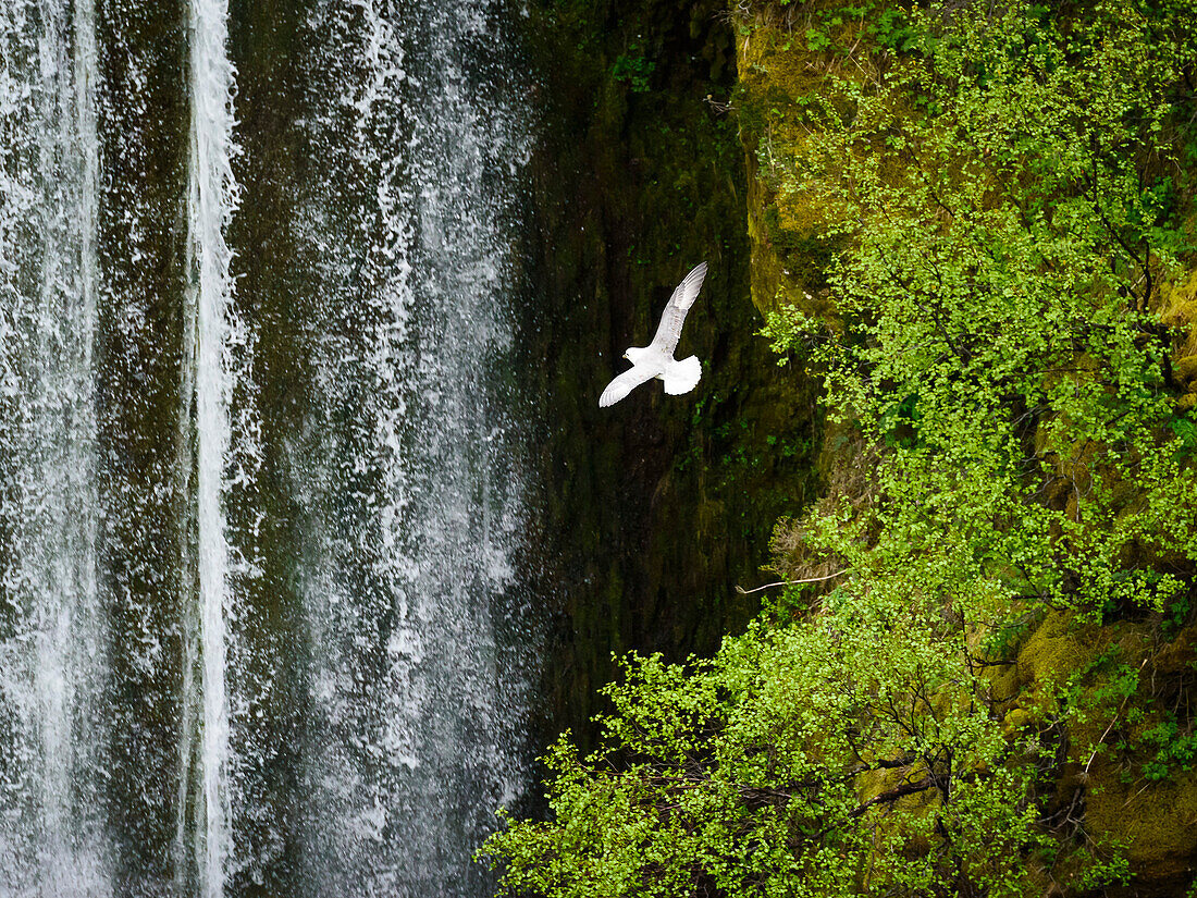 seagull in front of a small waterfall in the highlands of Iceland