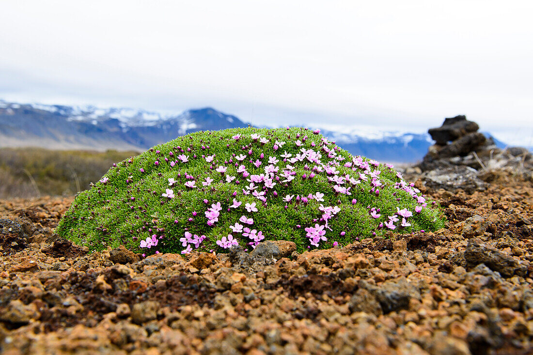 Blühendes Leimkraut, Snaefellsnes Halbinsel, Island