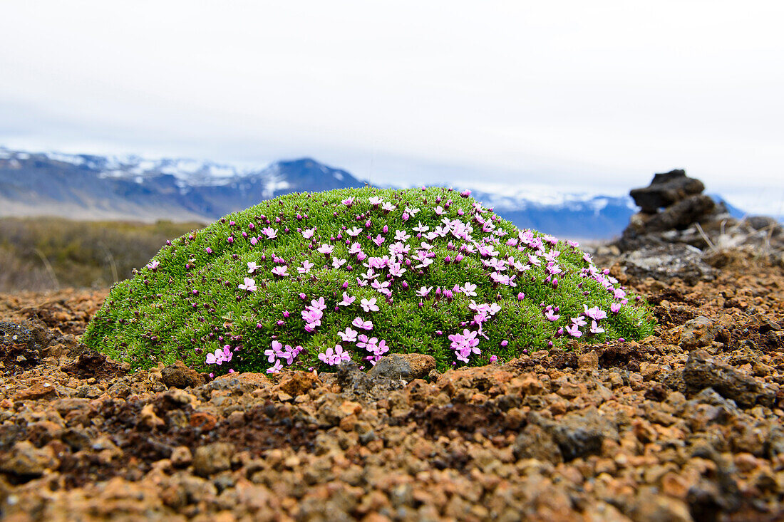 flourish campion, Snaefellsnes peninsular, Iceland