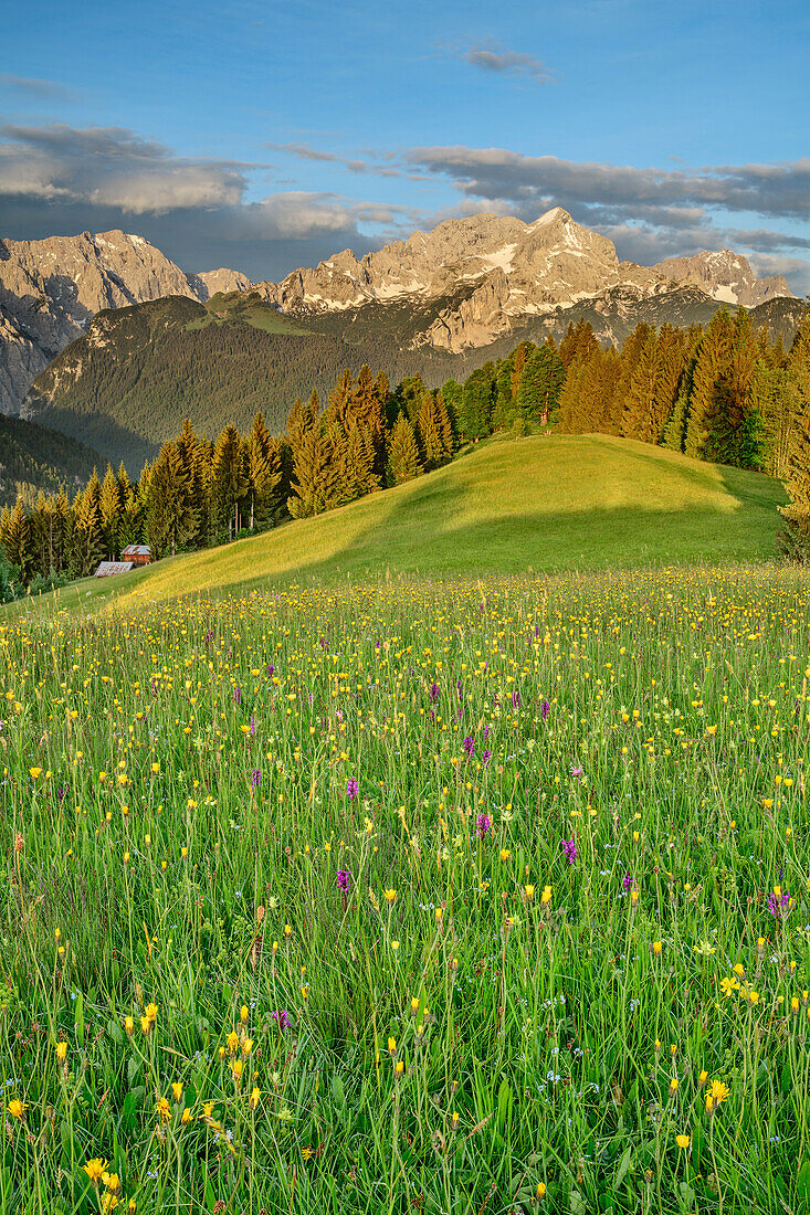 Alpine meadow with Wettersteingrat, Alpspitze and Zugspitze, Wetterstein range, Werdenfels, Upper Bavaria, Bavaria, Germany