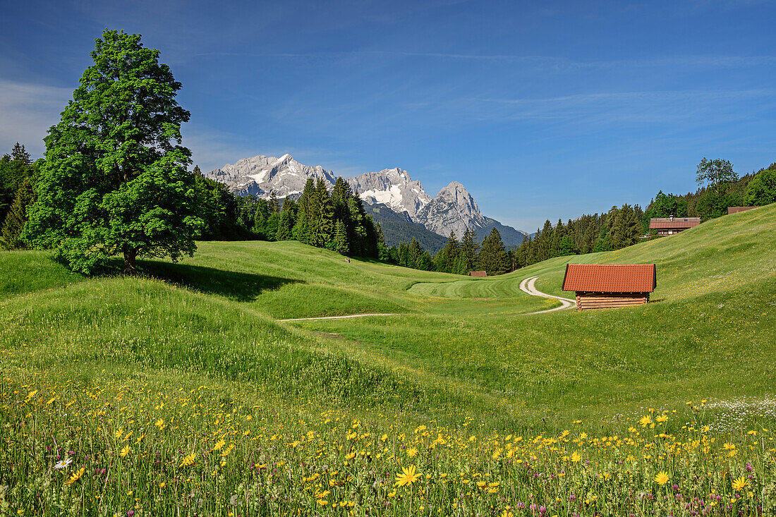 Blumenwiese mit Alpspitze, Zugspitze und Waxensteine im Hintergrund, Wetterstein, Werdenfelser Land, Oberbayern, Bayern, Deutschland