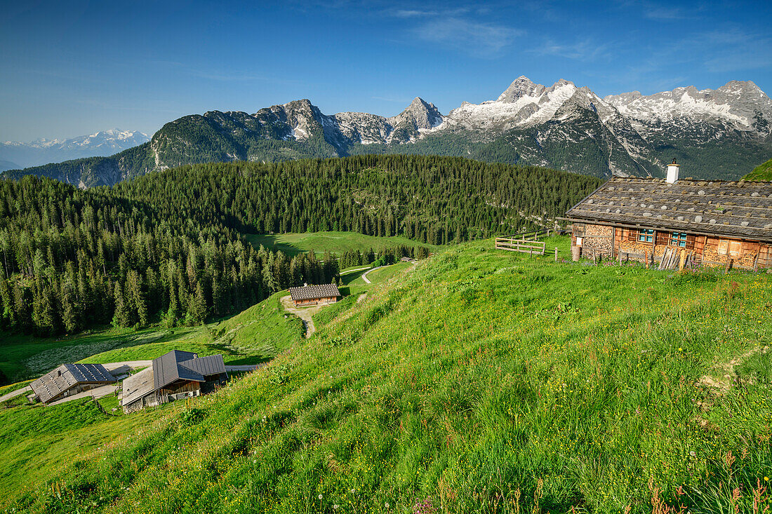 Several alpine huts with Birnhorn in Leogang Mountains, Kallbrunnalm, Berchtesgaden Alps, Salzburg, Austria