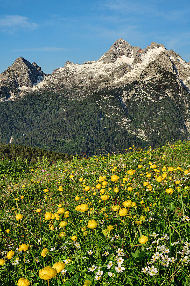 Blumenwiese mit Trollblumen mit Birnhorn in Leoganger Steinberge im Hintergrund, Berchtesgadener Alpen, Salzburg, Österreich