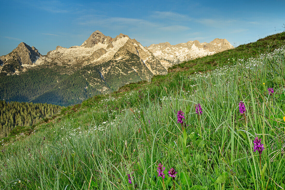 Blumenwiese mit Birnhorn in Leoganger Steinberge im Hintergrund, Berchtesgadener Alpen, Salzburg, Österreich