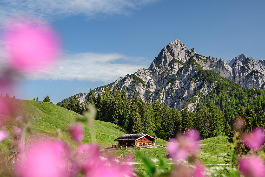 Alpine meadow with alpine hut and rock summits in background, Reiteralm, Berchtesgaden Alps, Salzburg, Austria