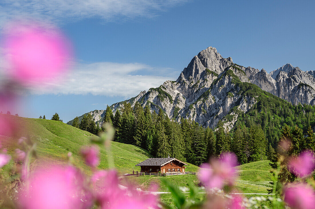 Blumenwiese mit Alm und Felsberge im Hintergrund, Reiteralm, Berchtesgadener Alpen, Salzburg, Österreich