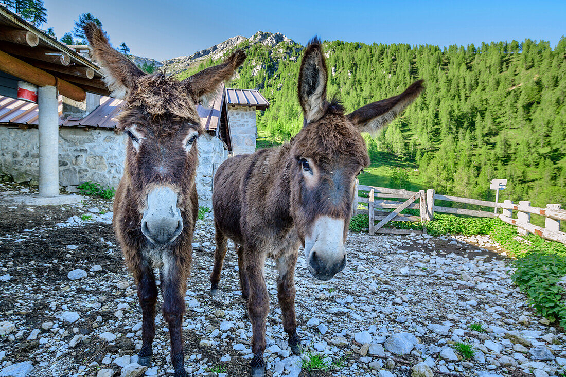 Two donkeys standing in front of alpine hut, Grignone, Grigna, Bergamasque Alps, Lombardy, Italy