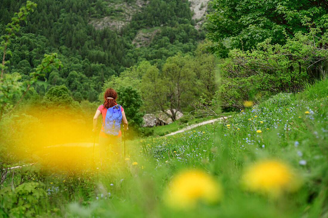 Frau beim Wandern geht durch Blumenwiese, Val Maira, Cottische Alpen, Piemont, Italien