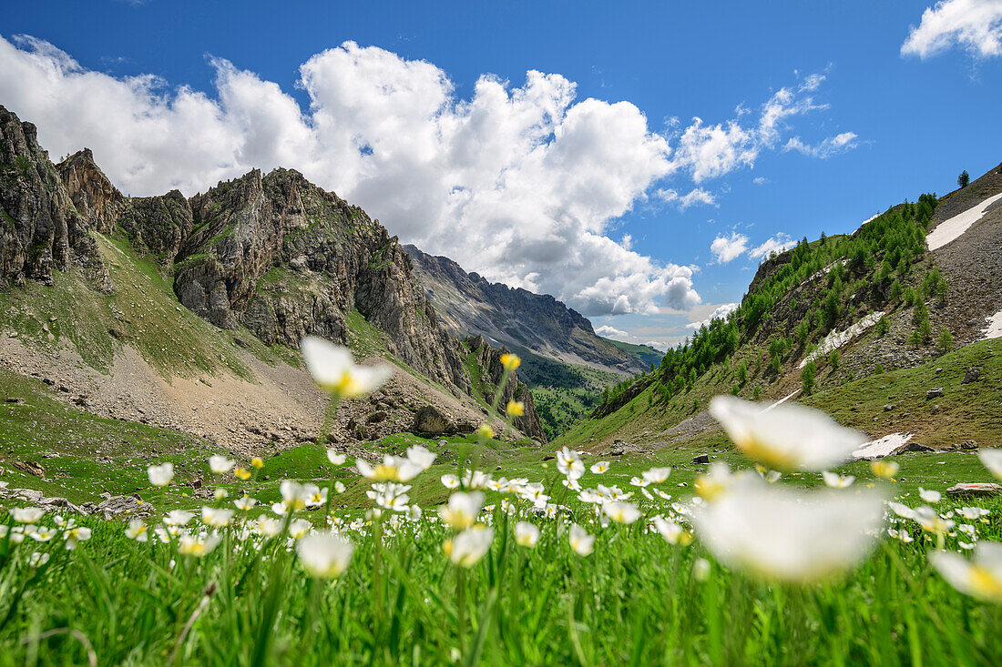 Blumenwiese mit Cottischen Alpen im Hintergrund, Passo della Cavalla, Val Maira, Cottische Alpen, Piemont, Italien