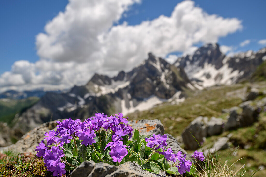 Pink primrose with mountains in background, Val Maira, Cottian Alps, Piedmont, Italy