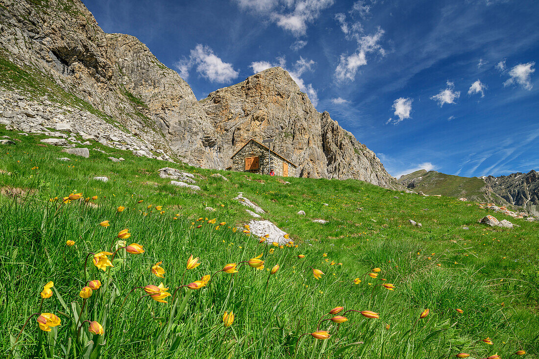 Alpine meadow with wild tulips with hut rifugio Stroppia in background, hut rifugio Stroppia, Val Maira, Cottian Alps, Piedmont, Italy