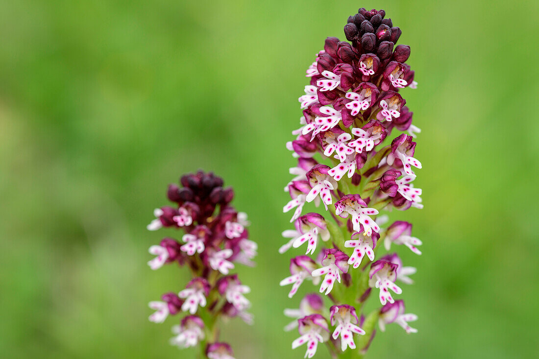 Burnt orchid, Neotinea ustulata, Val Maira, Cottian Alps, Piedmont, Italy