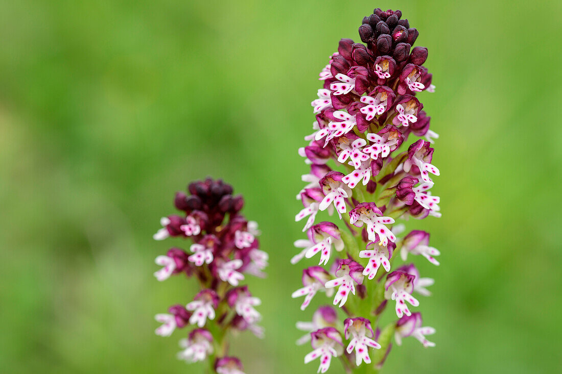 Orchidee Brandknabenkraut, Neotinea ustulata, Val Maira, Cottische Alpen, Piemont, Italien