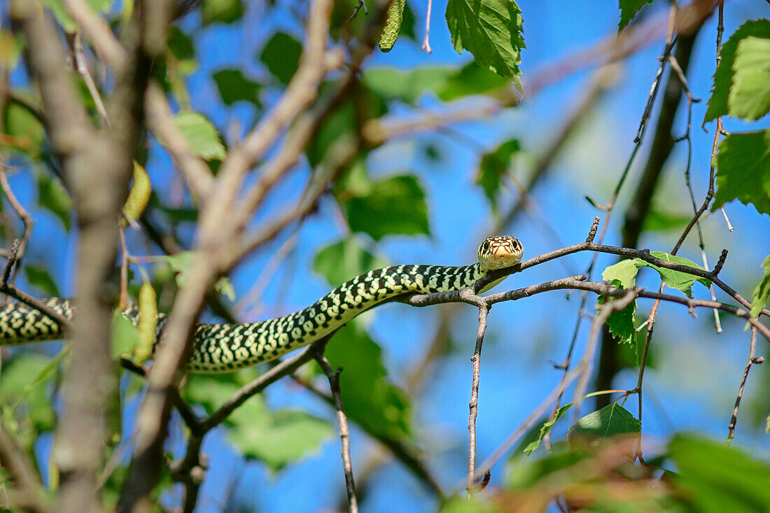 Green whip snake laying in tree, Hierophis viridiflavus, Val Maira, Cottian Alps, Piedmont, Italy
