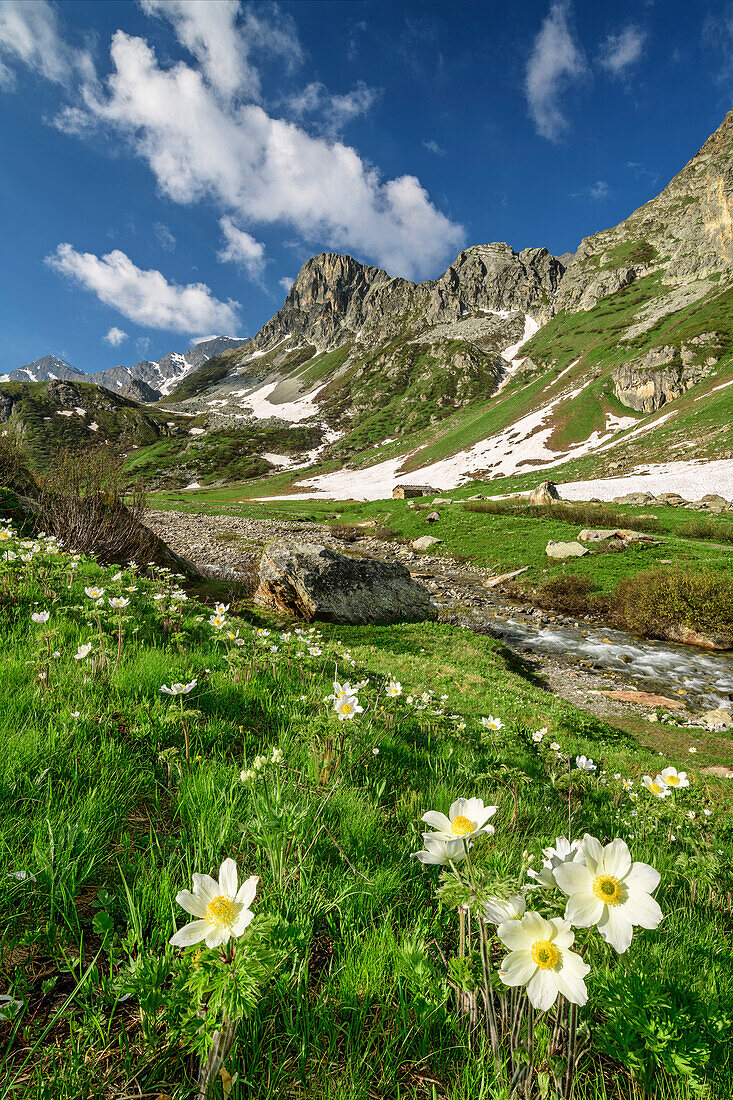 Alpine anemones with Cottian Alps in background, valley Val Varaita, Cottian Alps, Piedmont, Italy