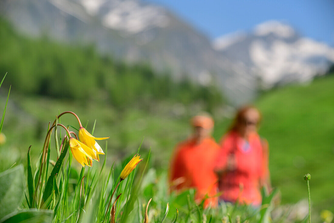 Südliche Tulpen mit Mann und Frau beim Wandern unscharf im Hintergrund, Giro di Monviso, Monte Viso, Monviso, Cottische Alpen, Piemont, Italien