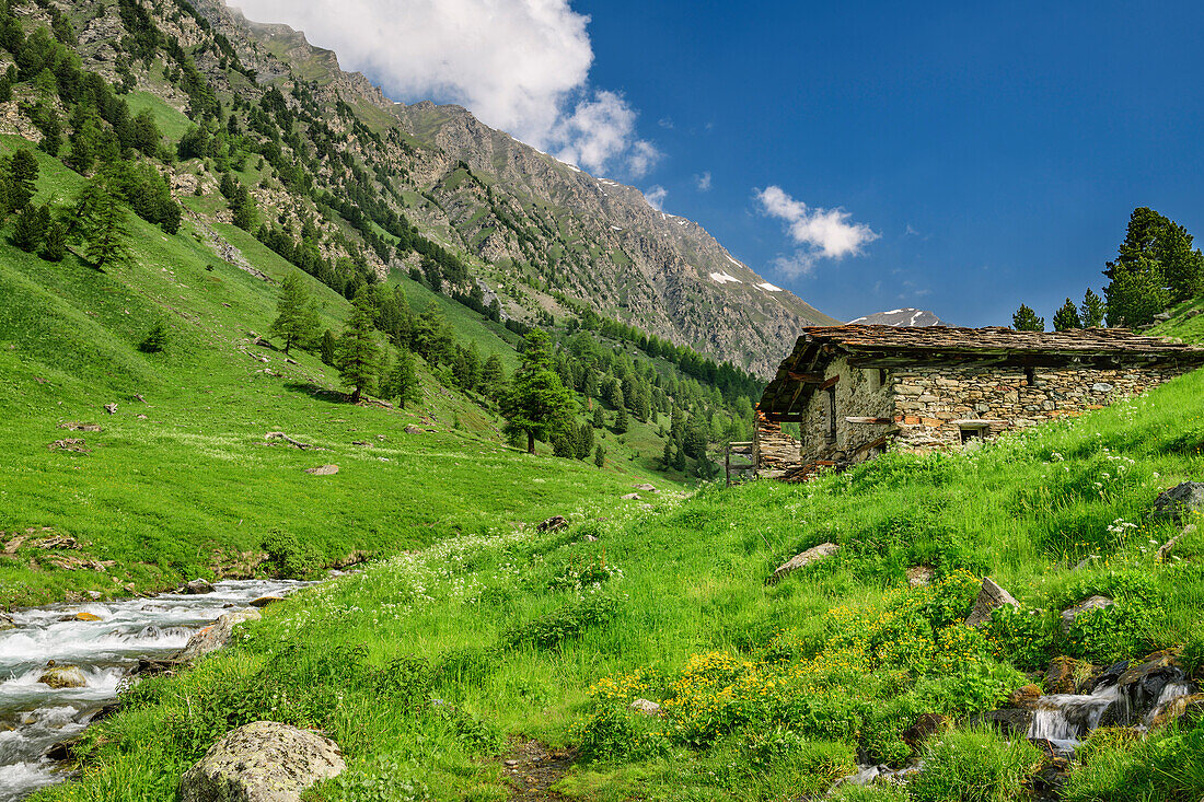 Alpine meadow with alpine hut and stream, Giro di Monviso, Monte Viso, Monviso, Cottian Alps, Piedmont, Italy