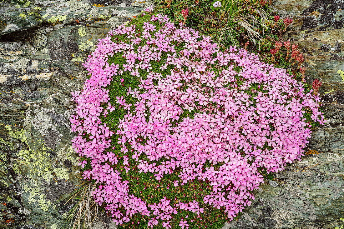 Pink blühendes Stängelloses Leimkraut wächst auf Felsplatte, Giro di Monviso, Monte Viso, Monviso, Cottische Alpen, Piemont, Italien